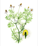 Heřmánek květy - Bylinky